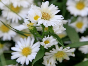 aster novi belgii