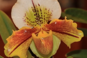 orchidee frauenschuh