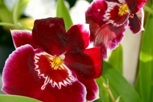 orchidee stiefmuetterchen
