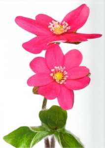 leberbluemchen rosa