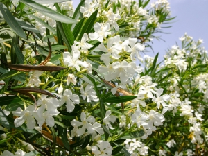 Oleander