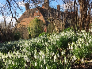 Snlowdrops in Great Dixter