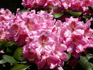 Rhododendren1 800