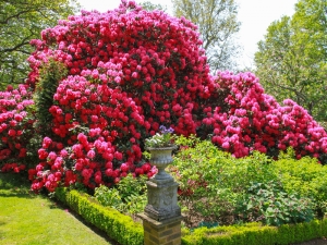 rhododendron800