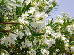 oleander