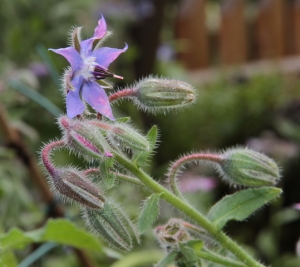 Borretschblüte