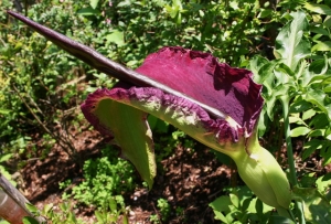 Drachenwurz (Arum Dracunulus)