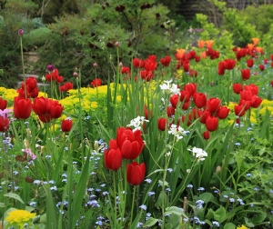 Rote Tulpen