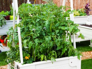 Tomatenbeete für den Balkon