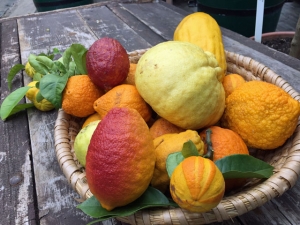 Citrus-Früchte