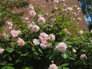 Rosen - in London an vielen Hauswänden zu finden