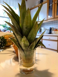 Der Ananas-Blattschopf am Wasserglas