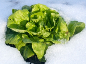 Salat im Schnee