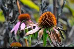 Siegerbild der Challenge "Goldener Herbst"