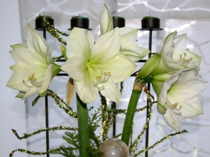 Amaryllis