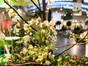 Frühling in den Messehallen