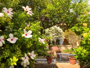 Hibiskusblüten findet man überall auf Zypern