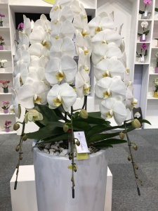 Orchidee mit 20 Blüten