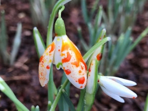 Das bemalte Schneeglöckchen