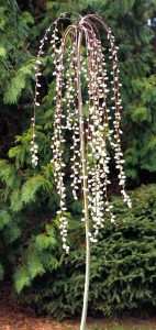 Salix caprea 'Kilmarnock' - Hängeweide