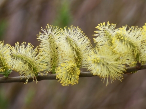 Salix viminalis - Korbweide
