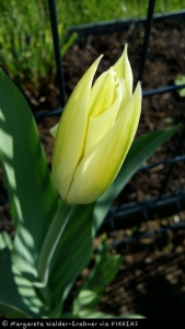 Siegerbild "Der Frühling ist gelb" (Bild: Margareta Walder-Grabner)