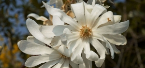 Stern-Magnolie (Bild: wikipedia/Wouter Hagens)