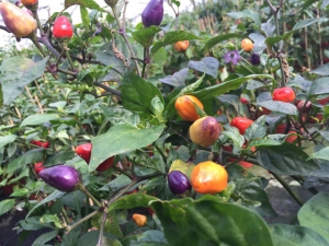 Chili mit fünffarbigen Früchten