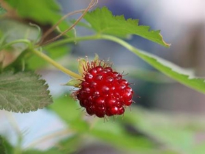 Rubus spectabilis (Prachthimbeere). Bild: www.lubera.com