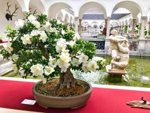 Ein Prachtstück einer Azalee bei der Ausstellung in Kremsmünster
