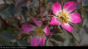 Siegerbild "Rosenträume 2017"