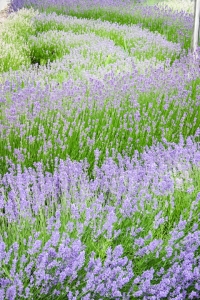 Lavendel - gleich nach der Blüte kräftig schneiden