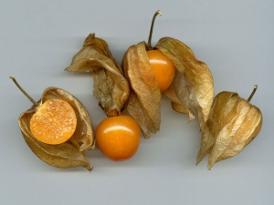 Physalis, Andenbeere (Bild: wikipedia/Rainer Zenz)