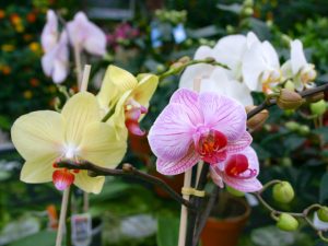Phalaeonopsis-Orchidee