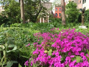 Der Glücksklee blüht in einem Garten, der noch im Dornröschenschlaf ruht