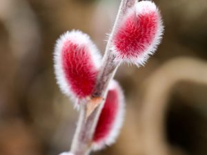 Rosa Riesenweidenkätzchen