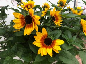 Sonnenblume „Sunbelievable – Brown Eyed Girl“