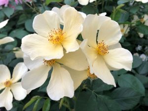 Chelsea Flower Show 2018