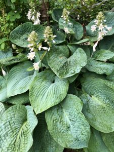 Manche Blüten der Hosta duften fantastisch