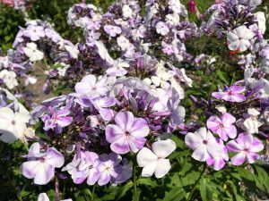 Phlox Oblatko