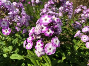 Phlox Katherine