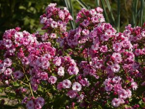 Schneeweißchen und Rosenrot - der Gewürznelkenphlox