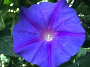 Trichterwinde (Ipomoea)