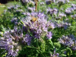 Phacelia