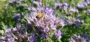 Phacelia