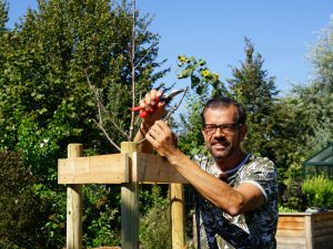 Biogärtner Karl Ploberger beim Apfelbaum-Schnitt