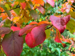 Rote Blätter - nur das Karotin bleibt zurück