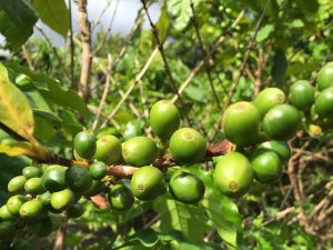 Kaffee - in diesen Kirschen verstecken sich jeweils zwei Bohnen