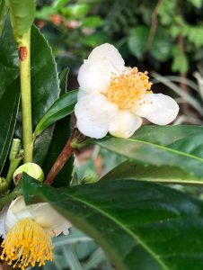 Teestrauch - Camelia sinensis - Blüte