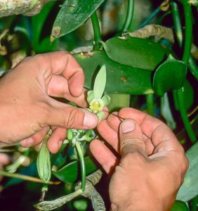 Vanille Übertragung Pollen auf die Narbe